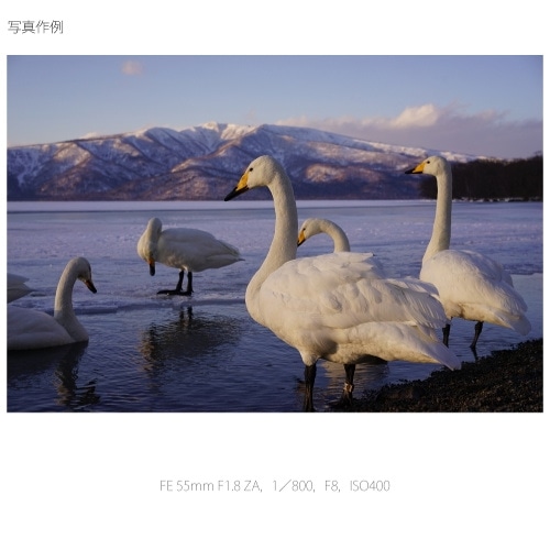 SONYi\j[j pY@\j[d}Eg SEL55F18Z