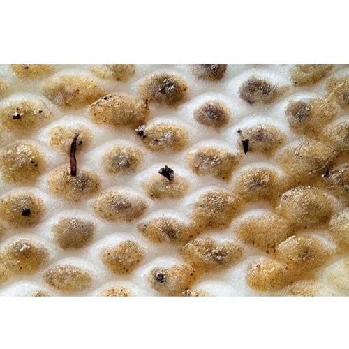 ACXI[} gN[ t[OCp[pV[g EFbg^Cv 20 DN-FW201P