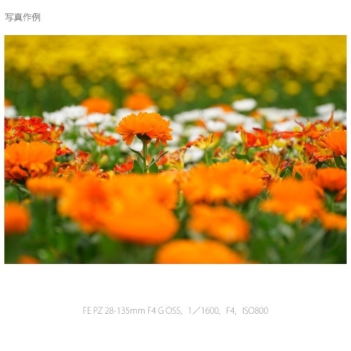 SONYi\j[j pY@\j[d}Eg SELP28135G